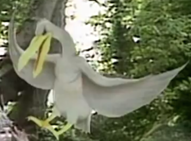 File:Narnia Pelican.png