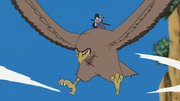 Sasuke Hawk.png