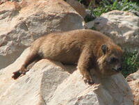 Dassie 02