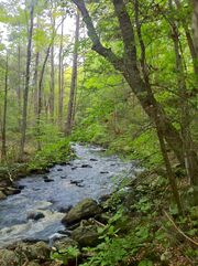 Tributary Hurbanova Stream