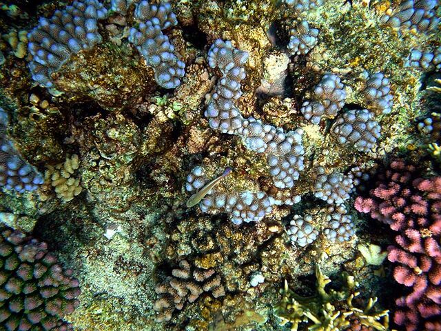 File:OceanaReef.jpg