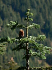 Lovia - Newhaven - 450px-Abies amabilis 26395