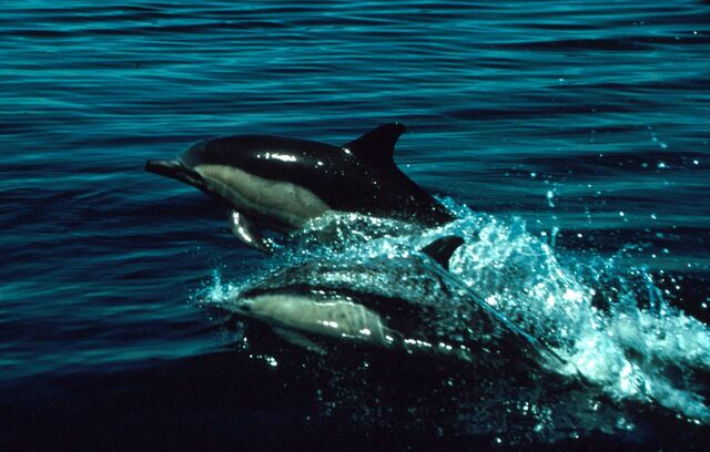 File:Dolphins.jpg