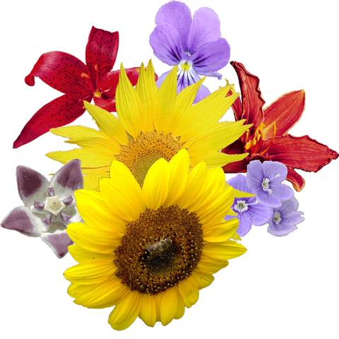 File:Flower bouquet.png