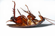 Cockroach