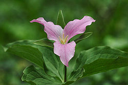 File:Trillium.jpg
