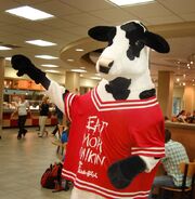 Cow