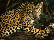 Eyeofthejaguar