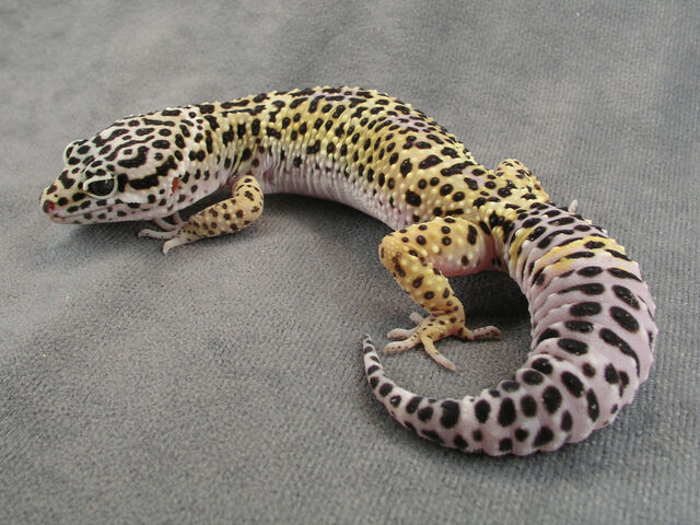 File:KBLeopardGecko.jpg