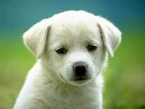 Cute