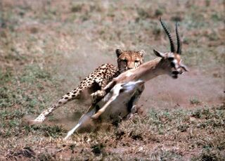 Cheetah-hunt