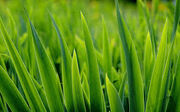 Grasswikia