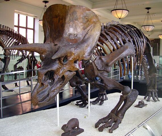 File:Triceratops.jpg
