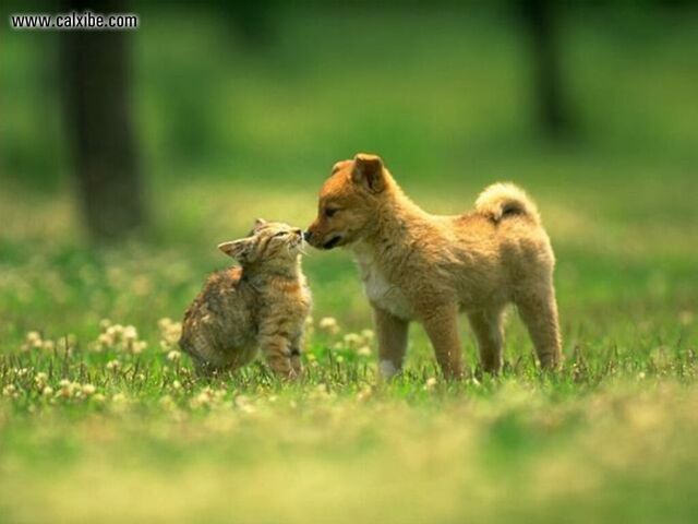 File:Catsanddogs.jpg