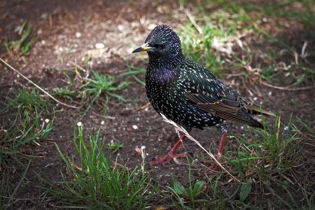 File:Common Starling.jpg