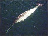 Narwhal