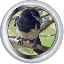 File:Badge-picture-3.png
