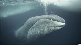 Bowhead Whale