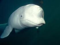 Beluga Whale