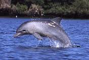 Indo-Pacific Bottlenose Dolphins