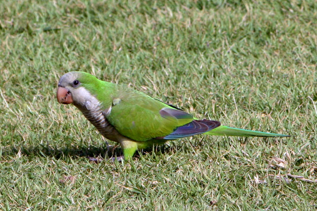 File:Monk Parakeet.jpg
