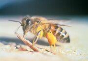 Africanized bee