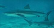 Spinner Shark