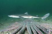Black Dogfish