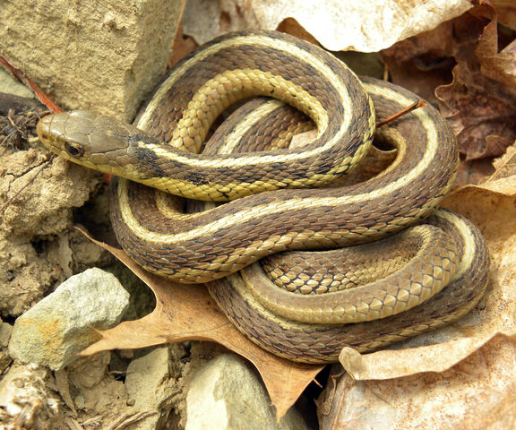 File:Common Garter Snake.jpg