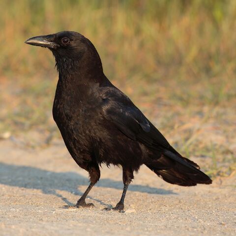 File:American crow.jpg