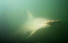Smalleye Hammerhead