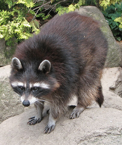 File:Raccoon.jpg