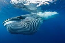 Bryde's Whale