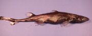 Green Lanternshark