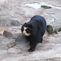 Spectacled Bear