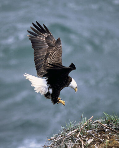 File:Bald Eagle.jpg