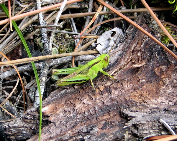 File:Differential Grasshopper.jpg