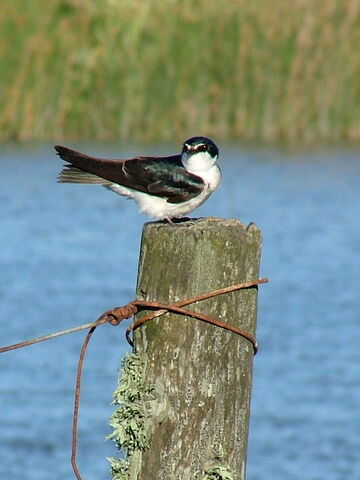 File:White-rumped Swallow.jpg