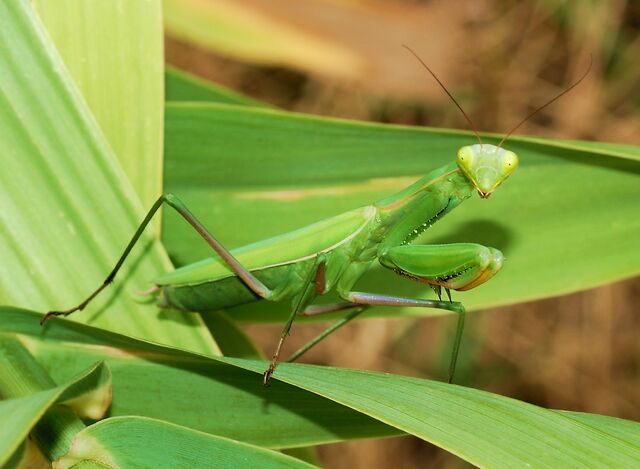 File:European Mantis.jpg