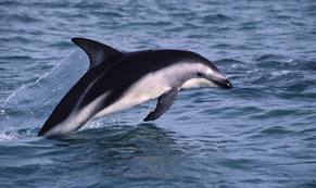 Dusky Dolphin