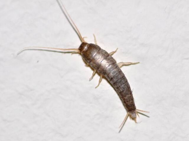 File:Silverfish.jpg
