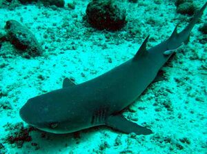 Borneo Shark