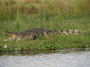 Nile Crocodile