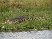 Nile Crocodile