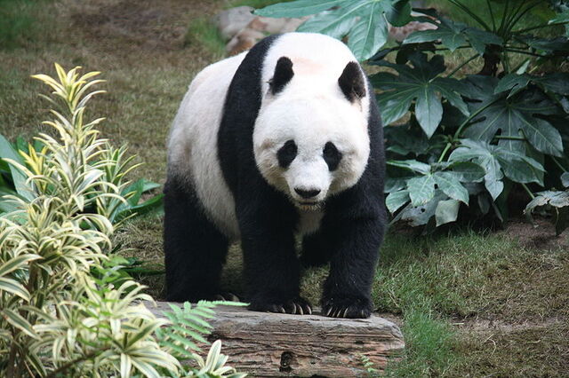 File:Panda.jpg