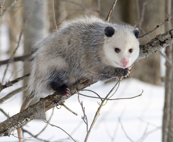 File:Virginia opossum.jpg