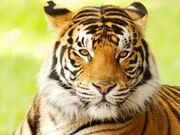 Bengal Tiger