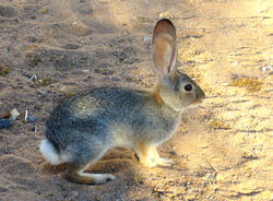 Desert cottontail