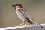 House Sparrow mar08