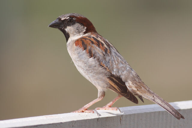 File:House Sparrow mar08.jpg